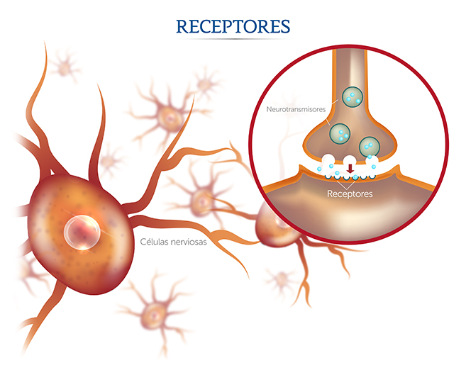 Comunicación entre nervios y músculos. Miastenia gravis